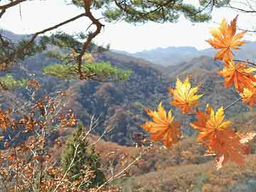 试试5家今年高炮口子秒下款口子，容易通过